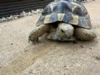 Spur Thighed : Looking to be Female approx 3 years old (April)